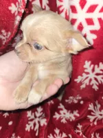 TINY Long Hair Blue Merle boy, a male Chihuahua for sale in Dublin, GA – 2 of 8