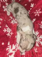 TINY Blue Merle Boy, a male Chihuahua for sale in Montrose, GA – 3 of 7