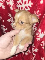 Long hair Red boy, a male Chihuahua for sale in Dublin, GA – 1 of 8