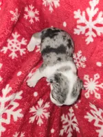 Merle Girl, a female Chihuahua for sale in Dublin, GA – 2 of 6
