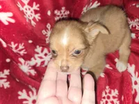 Long hair Red boy, a male Chihuahua for sale in Dublin, GA – 6 of 8