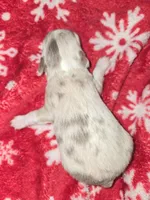 Long Hair Blue merle Girl, a female Chihuahua for sale in Dublin, GA – Photo 2 of 4