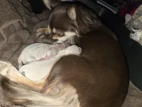 Long Hair Blue merle Girl, a female Chihuahua for sale in Dublin, GA – Photo 3 of 4