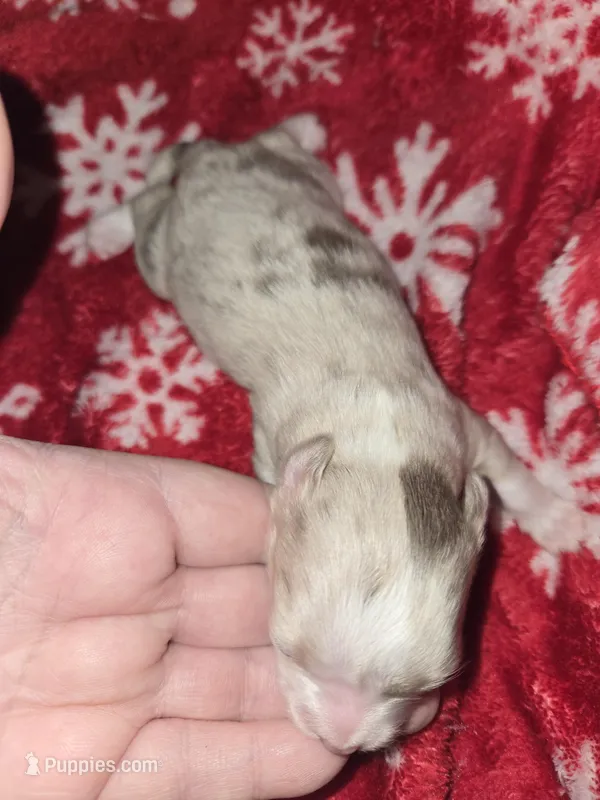 Long Hair Blue merle Girl