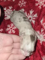 Long Hair Blue merle Girl, a female Chihuahua for sale in Dublin, GA – Photo 1 of 4