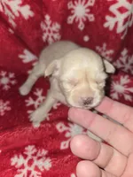Long hair Cream Girl, a female Chihuahua for sale in Dublin, GA – 2 of 6