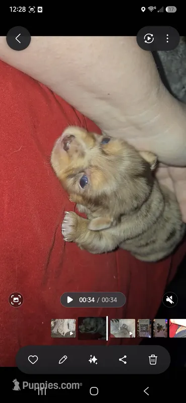 Dark merle girl – Chihuahua puppy on hold in Montrose, GA