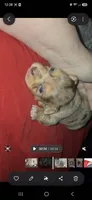 Dark merle girl, a female Chihuahua for sale in Montrose, GA – 1 of 2