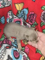 Blue Girl, a female Chihuahua for sale in Montrose, GA – 4 of 7