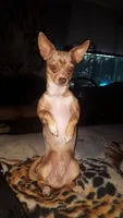 Merle Girl, a female Chihuahua for sale in Dublin, GA – 6 of 6