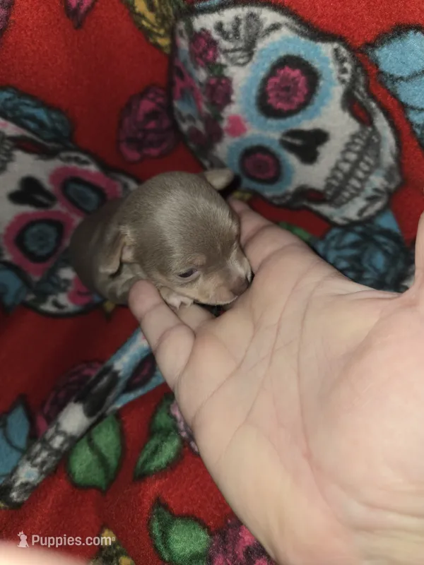 Blue Girl – Chihuahua puppy for sale in Montrose, GA