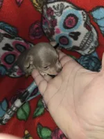 Blue Girl, a female Chihuahua for sale in Montrose, GA – 1 of 6