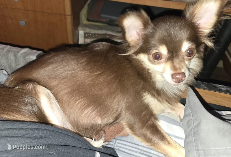 Upcoming litter  – Chihuahua puppy for sale in Montrose, GA