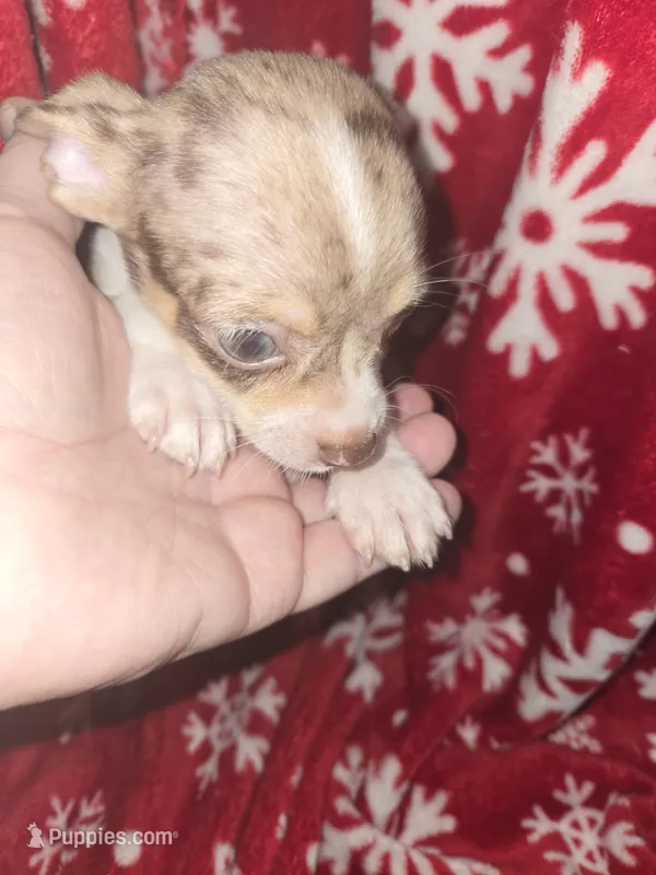 Blue Merle Boy – Chihuahua puppy for sale in Montrose, GA