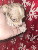 TINY Blue Merle Boy, a male Chihuahua for sale in Montrose, GA – 1 of 7