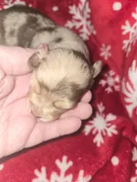 Long hair blue merle girl, a female Chihuahua for sale in Dublin, GA – Photo 1 of 5