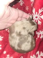 Long hair blue merle girl, a female Chihuahua for sale in Dublin, GA – Photo 2 of 5