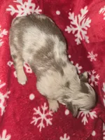 Long hair blue merle girl, a female Chihuahua for sale in Dublin, GA – Photo 3 of 5