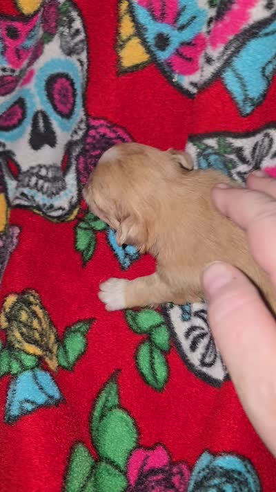 Long Hair Choc merle Girl, a female Chihuahua for sale in Montrose, GA – 3 of 6