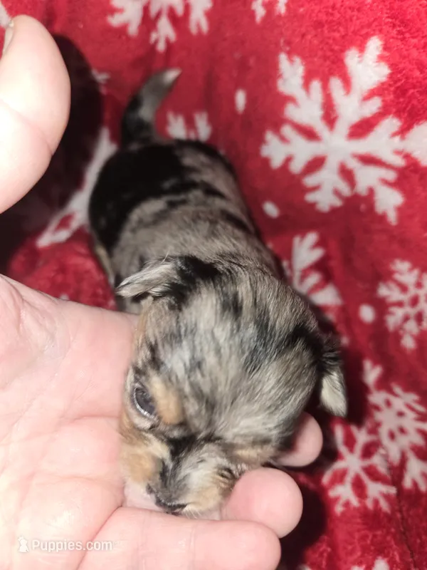 Long Hair Merle Girl – Chihuahua puppy for sale in Dublin, GA