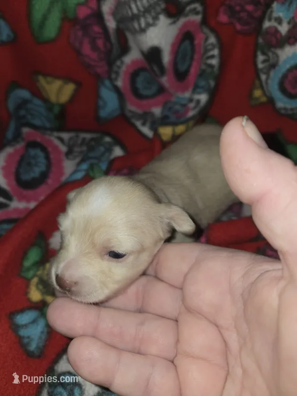Long hair Cream girl – Chihuahua puppy for sale in Montrose, GA