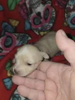 Long hair Cream girl, a female Chihuahua for sale in Montrose, GA – 3 of 6