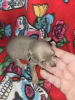 Blue Girl, a female Chihuahua for sale in Montrose, GA – 1 of 7