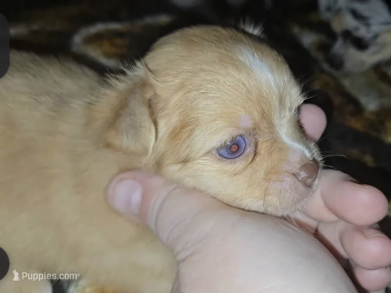 LH Choc merle Girl apple/blue eyes – Chihuahua puppy for sale in Montrose, GA