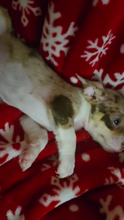 TINY Blue Merle Boy, a male Chihuahua for sale in Montrose, GA – 7 of 7