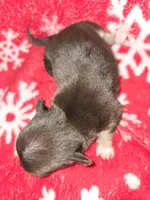 Chocolate Boy 1, a male Chihuahua for sale in Dublin, GA – Photo 2 of 5