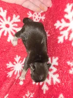 Chocolate Boy 1, a male Chihuahua for sale in Dublin, GA – Photo 3 of 5