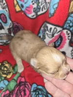 Long Hair Choc merle Girl, a female Chihuahua for sale in Montrose, GA – 2 of 6