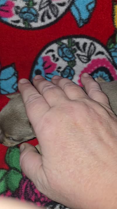 Blue Girl, a female Chihuahua for sale in Montrose, GA – 2 of 7