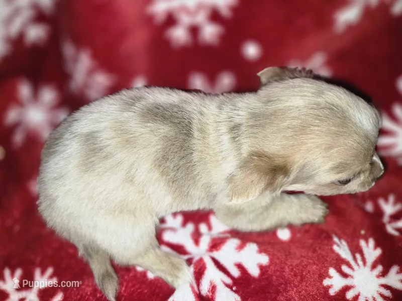 Long Hair Blue Merle boy – Chihuahua puppy for sale in Dublin, GA