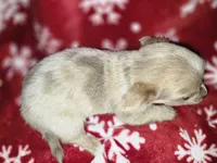 TINY Long Hair Blue Merle boy, a male Chihuahua for sale in Dublin, GA – 1 of 8