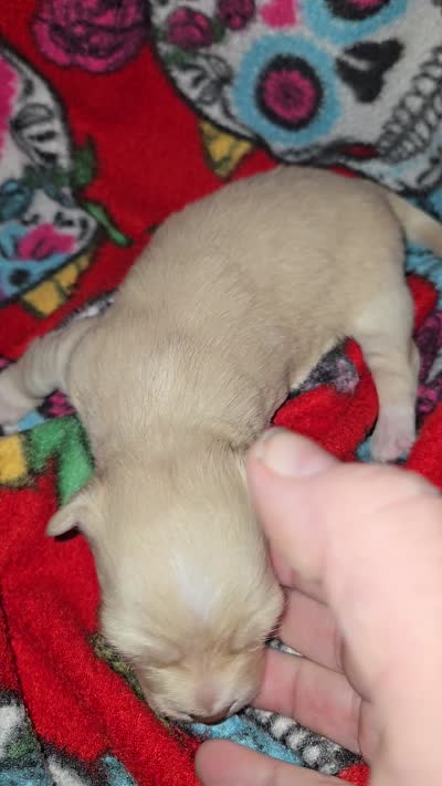 Long hair Cream girl, a female Chihuahua for sale in Montrose, GA – 2 of 6