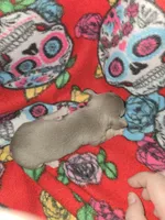 Blue Girl, a female Chihuahua for sale in Montrose, GA – 3 of 6