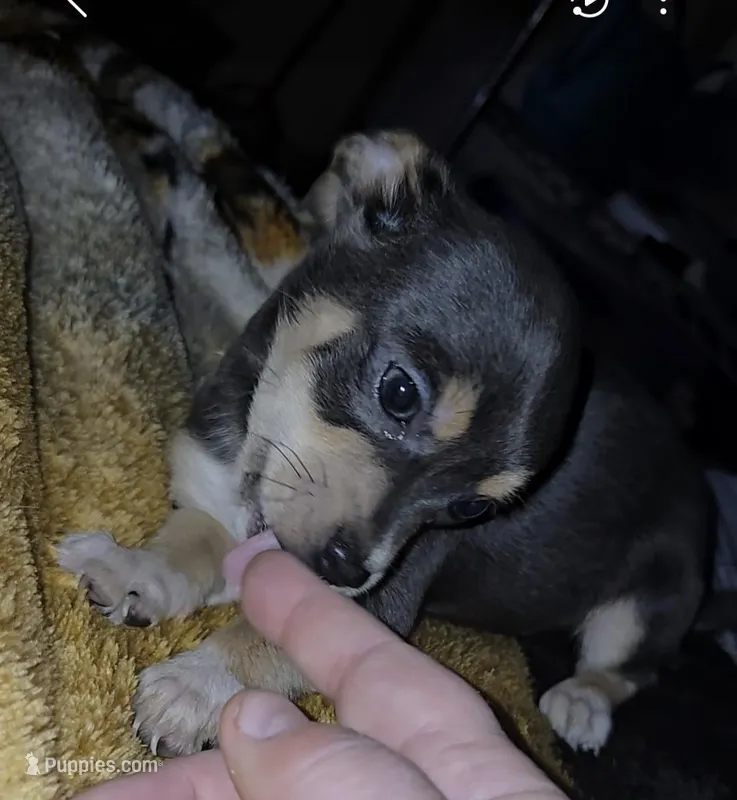 Little Boy Blue – Chihuahua puppy for sale in Dublin, GA
