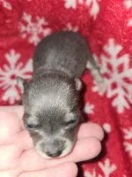 Little Boy Blue, a male Chihuahua for sale in Dublin, GA – Photo 1 of 5