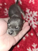 Little Boy Blue, a male Chihuahua for sale in Dublin, GA – Photo 2 of 5