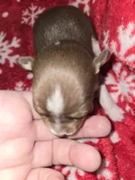 Chocolate boy 2, a male Chihuahua for sale in Dublin, GA – Photo 1 of 5