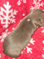 Chocolate boy 2, a male Chihuahua for sale in Dublin, GA – Photo 3 of 5