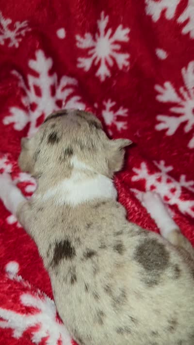Blue Merle Boy, a male Chihuahua for sale in Dublin, GA – 3 of 5