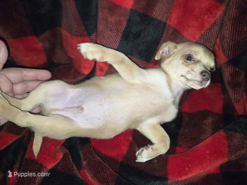 Cream boy  – Chihuahua puppy for sale in Dublin, GA