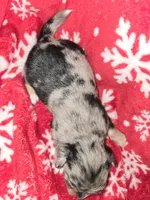 Long Hair Merle Girl, a female Chihuahua for sale in Dublin, GA – 2 of 5