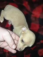 Cream boy , a male Chihuahua for sale in Dublin, GA – 4 of 6