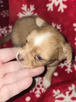 Long hair Red boy, a male Chihuahua for sale in Dublin, GA – 5 of 8