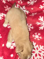 Long hair Red boy, a male Chihuahua for sale in Dublin, GA – 2 of 8