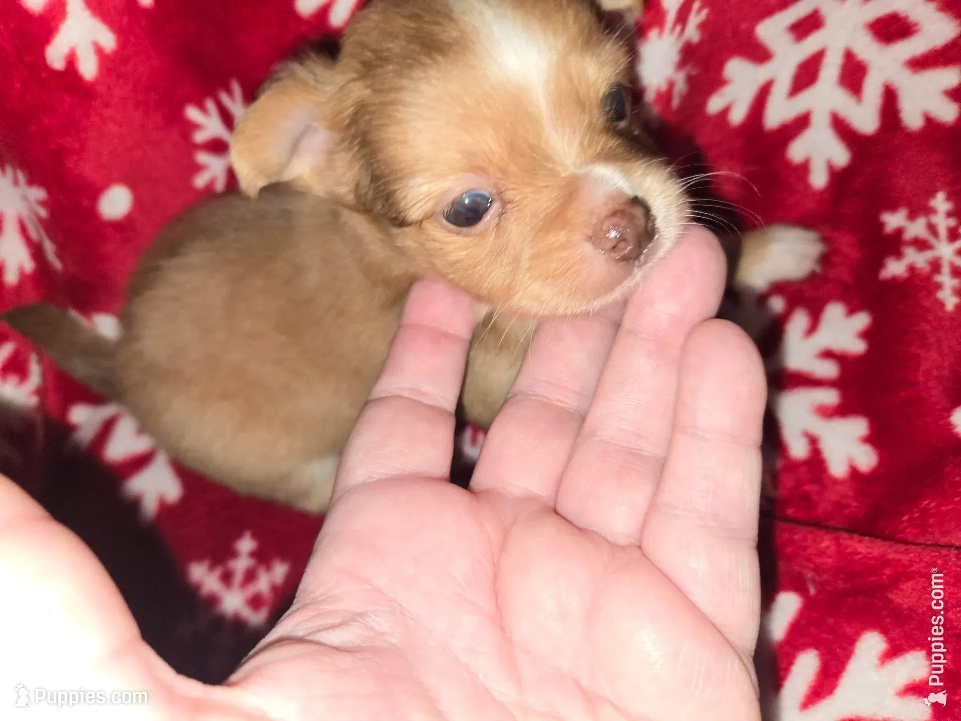 Long hair Red boy, a male Chihuahua for sale in Dublin, GA – 4 of 8