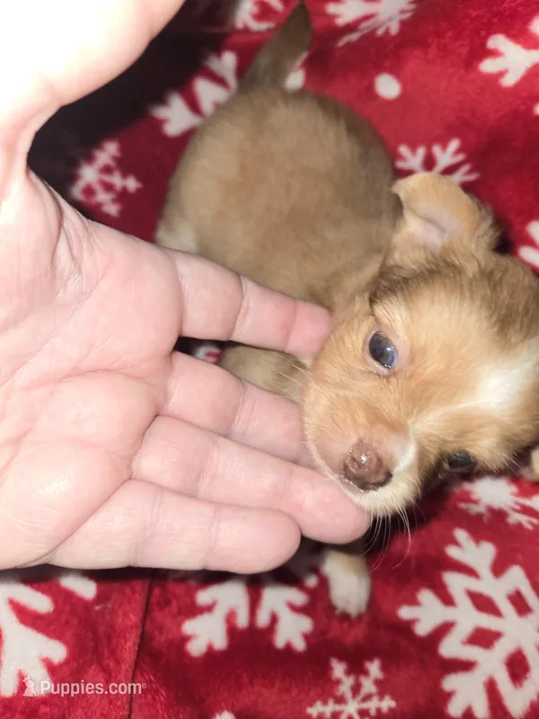 Long hair Red boy – Chihuahua puppy for sale in Dublin, GA